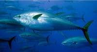 ​La secretaria general de Pesca que autoriza el cierre de la pesquería del atún blanco cobró 115.600 euros brutos en 2020