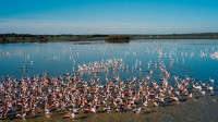 ​Doñana: agua y sueldos públicos de tres alcaldes, un secretario general del agua y dos directores generales