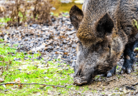 El conseller responsable de gestionar la peste porcina en Cataluña cobrará 17.800 euros brutos en diciembre con la paga extra