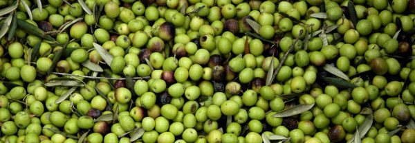 Aceitunas