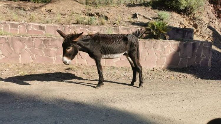 Burros