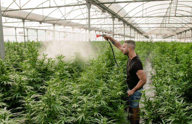 CBD reducida